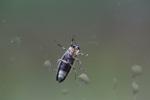 images/recent-photos/Firefly-On-Window-[IMG_2630].jpg